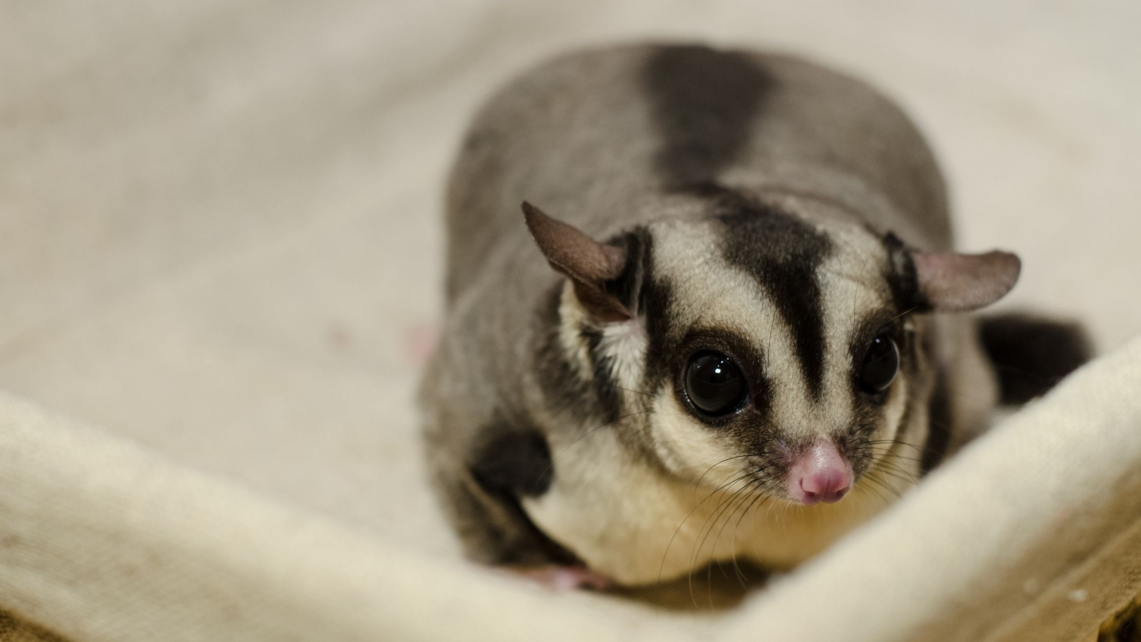 フクロモモンガの名前にまつわるあれこれ フクロモモンガ飼育大百科 トゥイーディア